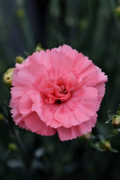 Dianthus Scent First Romance 001