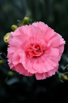 Dianthus Scent First Romance 002
