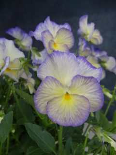 Viola Magnifiscent Sweetheart-005
