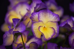 Viola Magnifiscent Sweetheart-007