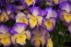Viola Magnifiscent Sweetheart-008