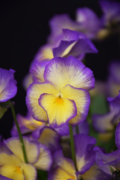 Viola Magnifiscent Sweetheart-009