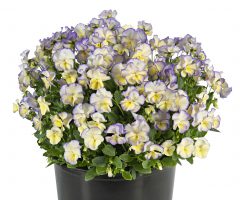 Viola Magnifiscent Sweetheart_Z6S3671