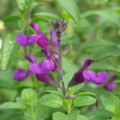 Salvia Vibe Ignition Purple 002