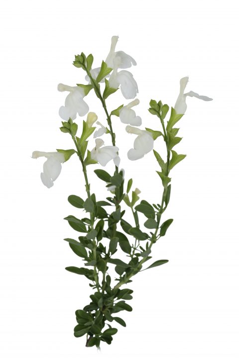 Salvia Vibe Ignition White-201