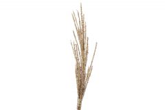 Miscanthus Tiger Tail-102