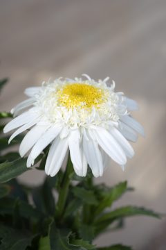 Leucanthemum Compact Collection Real Comet 001