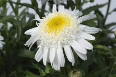 Leucanthemum Compact Collection Real Comet 002