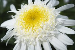 Leucanthemum Compact Collection Real Comet-003