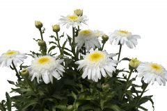 Leucanthemum Compact Collection Real Comet-102