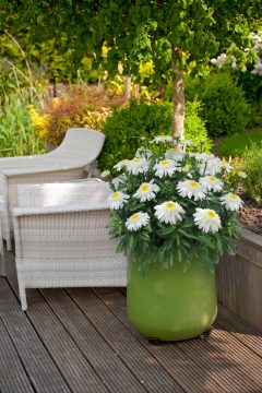 Planter and Wicker Chairs