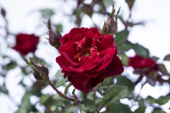 Rosa Serenity Red-002