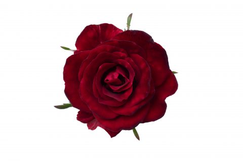 Rosa Serenity Red-101