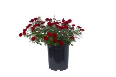 Rosa Serenity Red-102