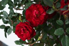 Rosa Serenity Red-301