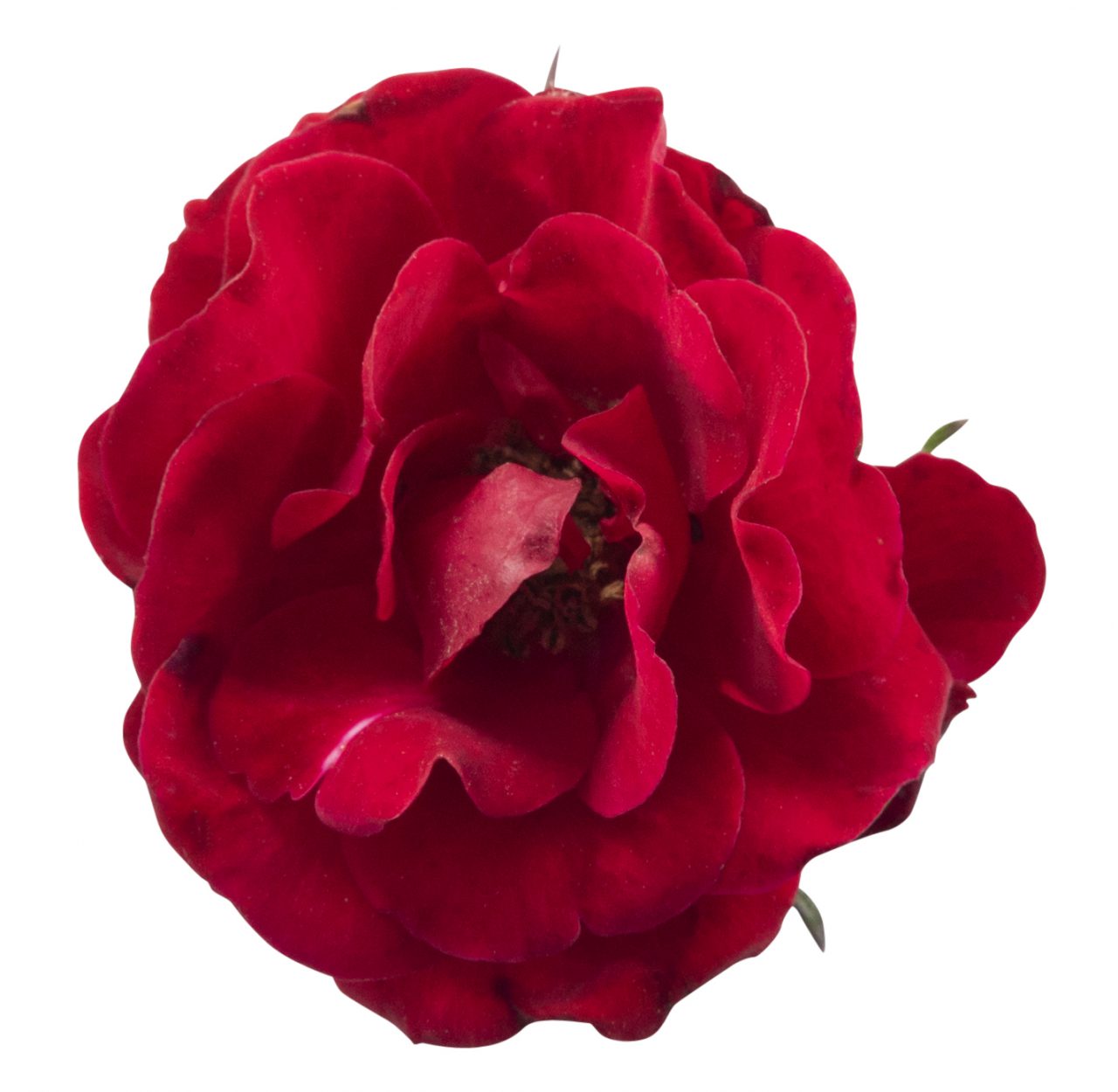 Rosa Serenity Red_Z6S3754 - PlantHaven International