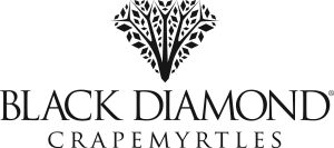 Black Diamond Crapemyrtles