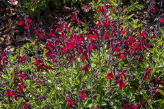 Salvia Vibe Ignition Cranberry_Z6S3855