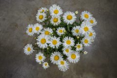 Leucanthemum Compact Collection Real Winner_Z6S4455