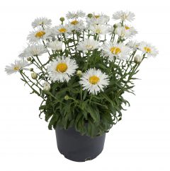 Leucanthemum Compact Collection Real Winner_Z6S4463