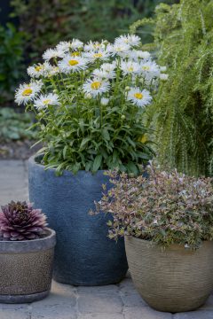 Leucanthemum Compact Collection Real Winner_Z6S4626