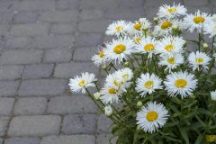 Leucanthemum Compact Collection Real Winner_Z6S4709