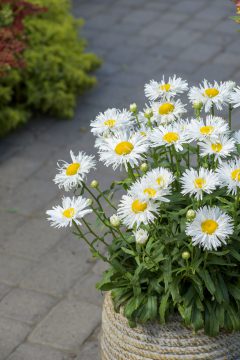 Leucanthemum Compact Collection Real Winner_Z6S4831