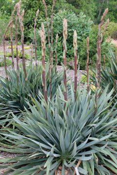 Yucca Silver Anniversary in spike