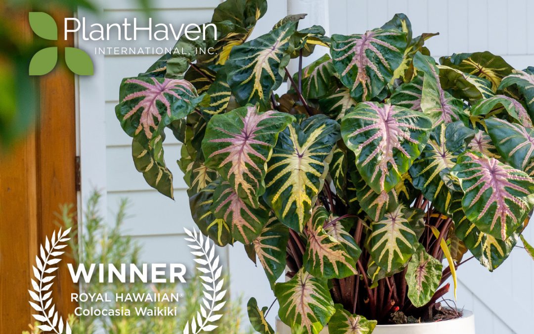 All American Selections (AAS) National Winner:  ROYAL HAWAIIAN® Colocasia Waikiki