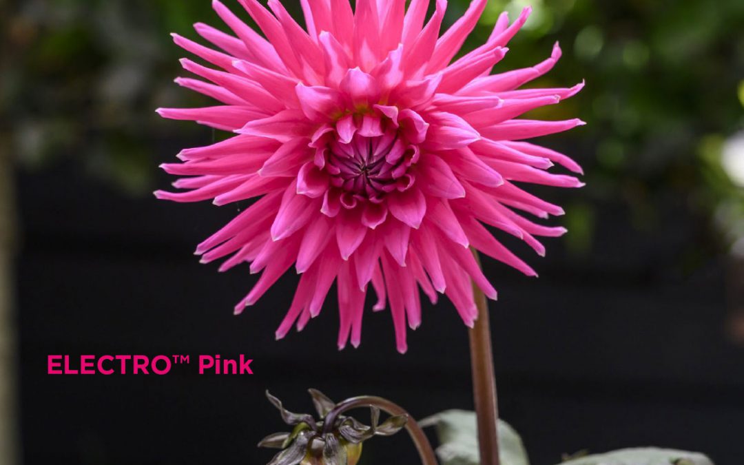 PlantHaven Hot Selection – ELECTRO™ Pink, the World’s First Dark-Leaved Cactus Dahlia