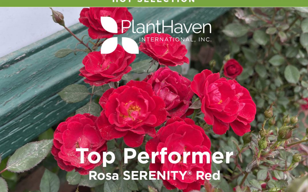 PlantHaven Hot Selection – Landscaping Made Easy with SERENITY® Red
