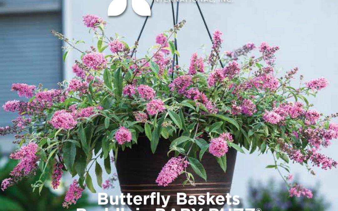 PlantHaven Hot Selection – Butterfly Baskets