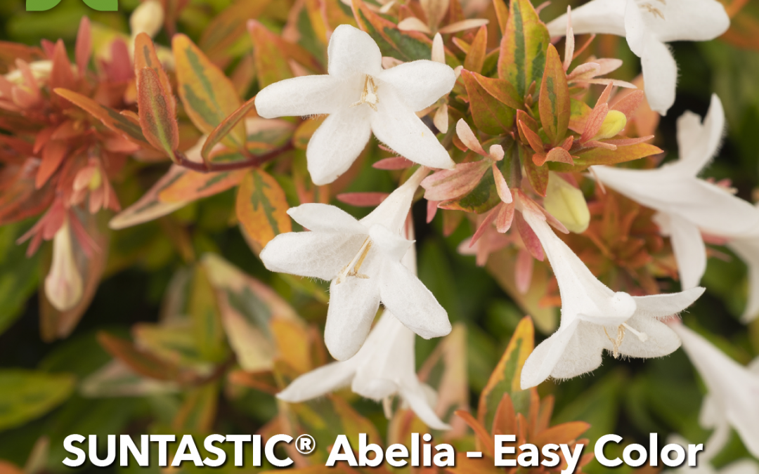 PlantHaven Hot Selection – Easy Color  with SUNTASTIC Abelia