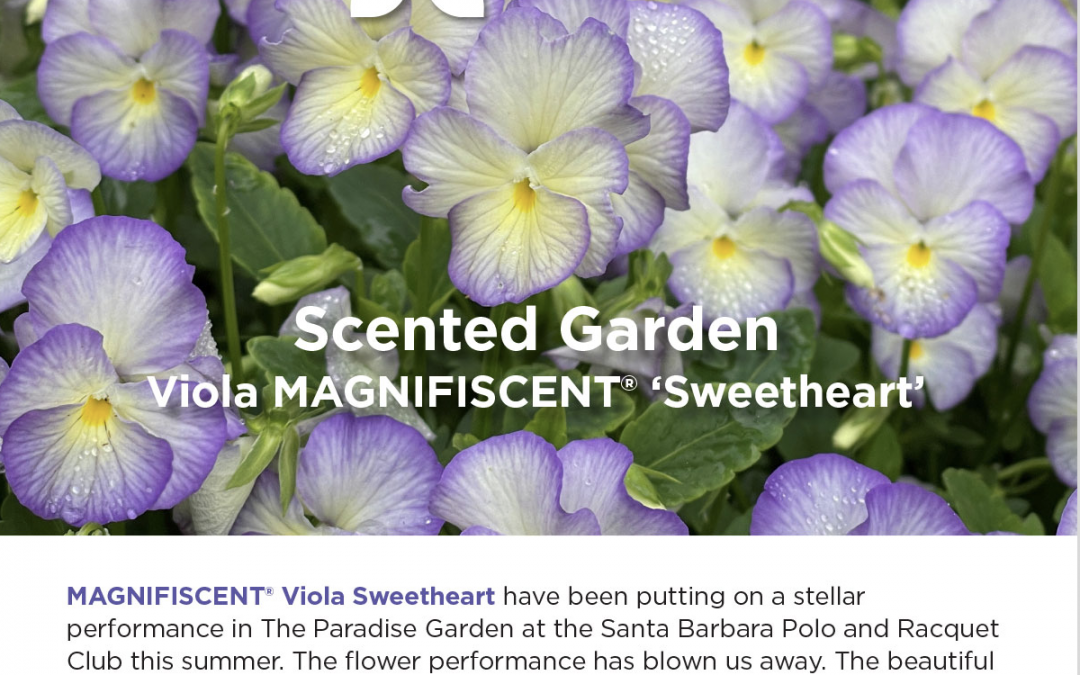 PlantHaven Hot Selection – Scented Gardens with Viola MAGNIFISCENT® ‘Sweetheart’